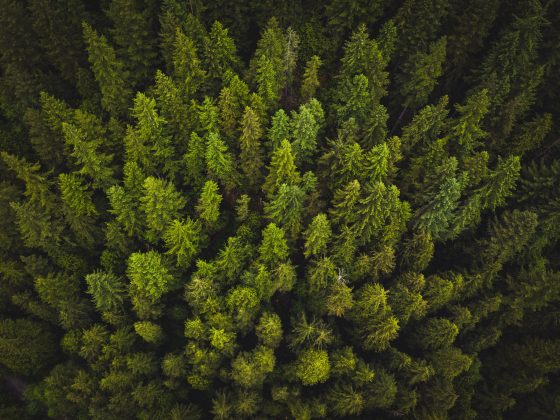 Climate Change: 2019's Planetary Wins